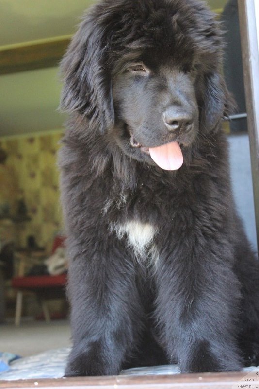 Фото: ньюфаундленд Florentina Bella Mia Super Mishka