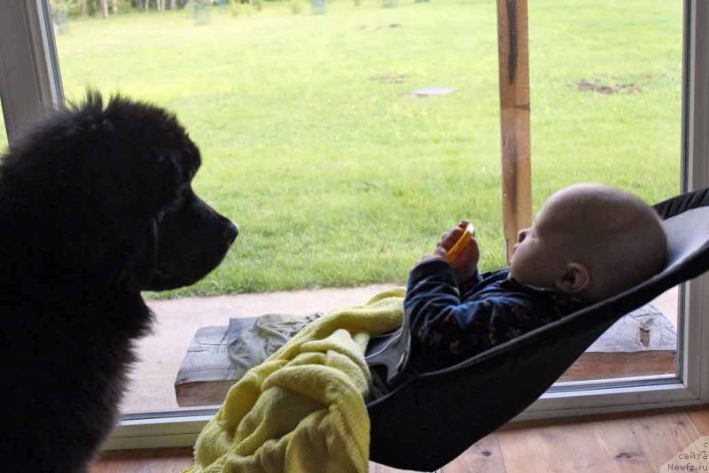 Фото: ньюфаундленд Florentina Bella Mia Super Mishka