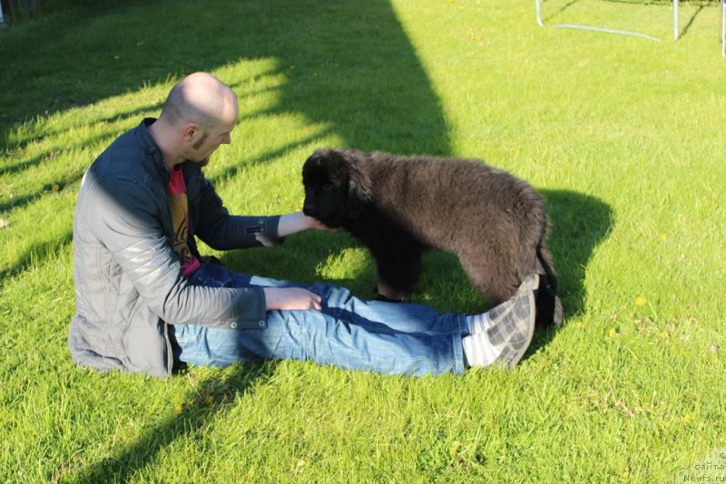 Фото: ньюфаундленд Florentina Bella Mia Super Mishka