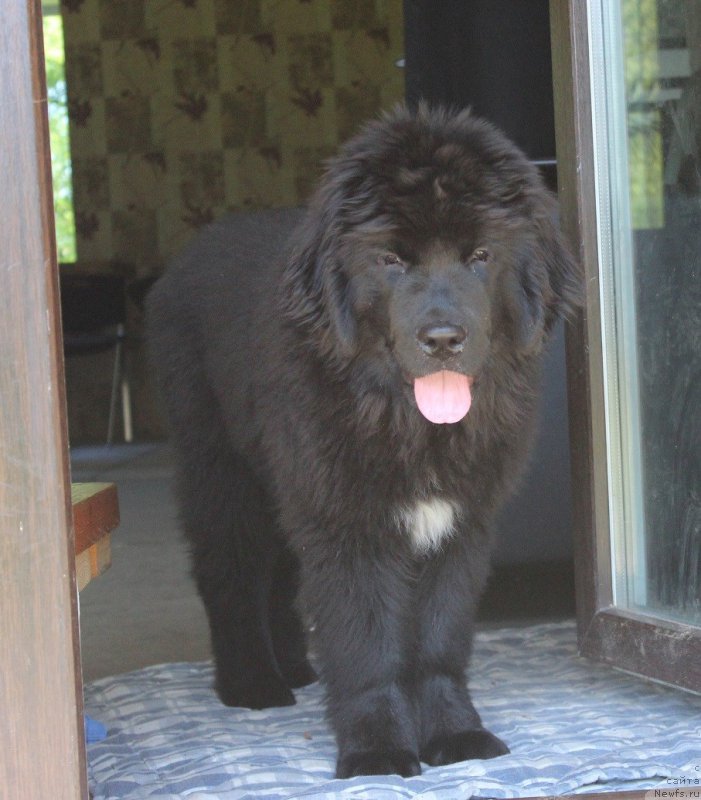 Фото: ньюфаундленд Florentina Bella Mia Super Mishka