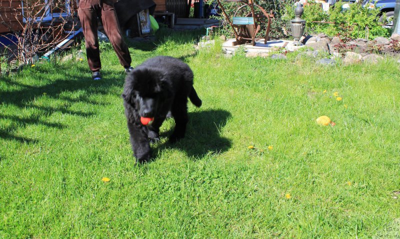 Фото: ньюфаундленд Frodo Lord of the Ring Super Mishka