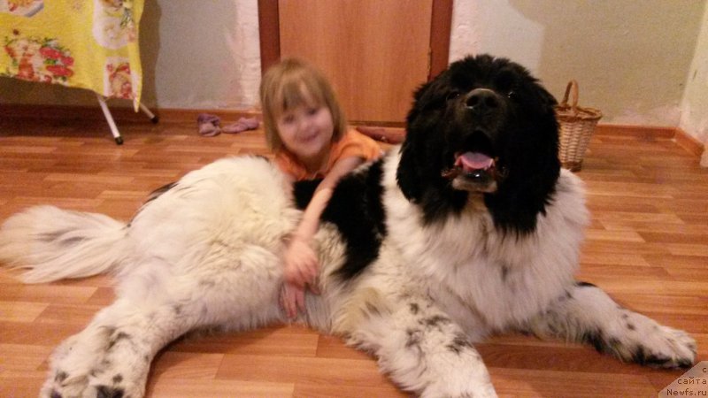 Фото: ньюфаундленд Астрея от Сибирского Медведя