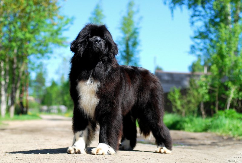 Фотография № 182197