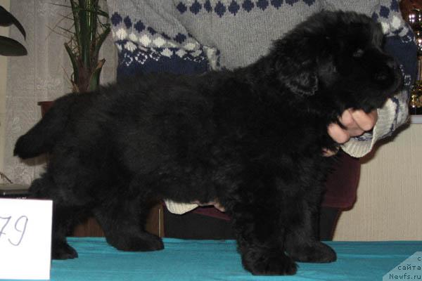 Фото: ньюфаундленд Из Всех Лучший с Берега Дона