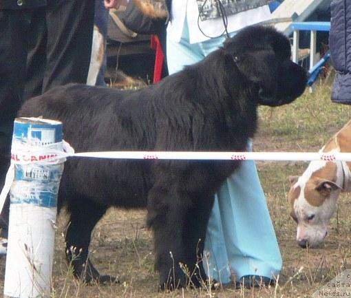 Фото: ньюфаундленд Отрада Моя от Сибирского Медведя