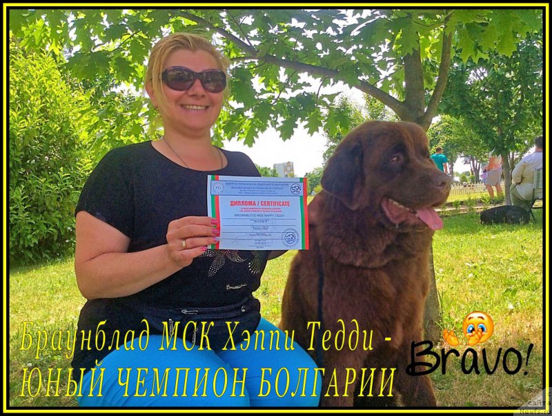 Фото: ньюфаундленд Браунблад МСК Хэппи Тедди (Brownblood MSK Happy Teddy), Екатерина Станкевич