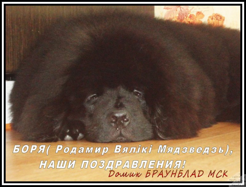 Фото: ньюфаундленд Родамир Вялiкi Мядзведзь (Rodamir Vialiki Miadzvedz)