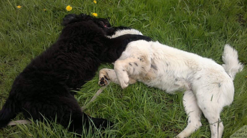 Фотография № 182211