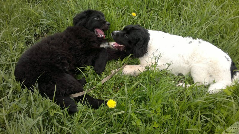 Фотография № 182212