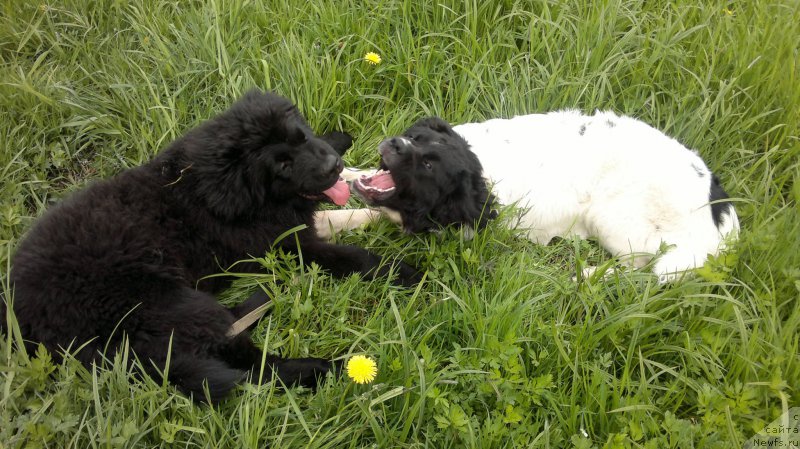 Фотография № 182214