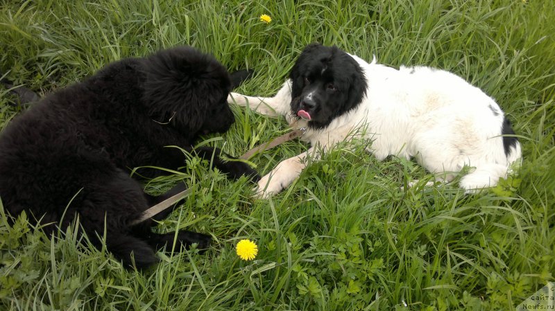 Фотография № 182215