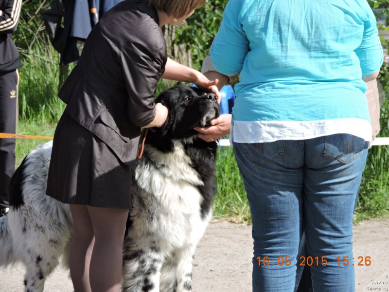 Фото: ньюфаундленд Сказочная Кроха Шампань