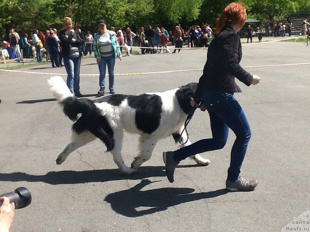 Фото: ньюфаундленд Маг Исполин Оби-Ван Кеноби