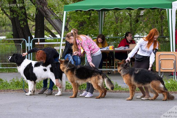 Фото: ньюфаундленд Маг Исполин Оби-Ван Кеноби