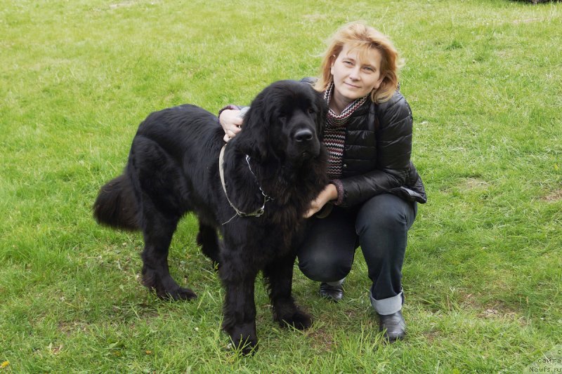 Фото: ньюфаундленд Черная Мафия Маке Тхе Мост оф Нов (Chernaya Mafia Make the Most of Now)