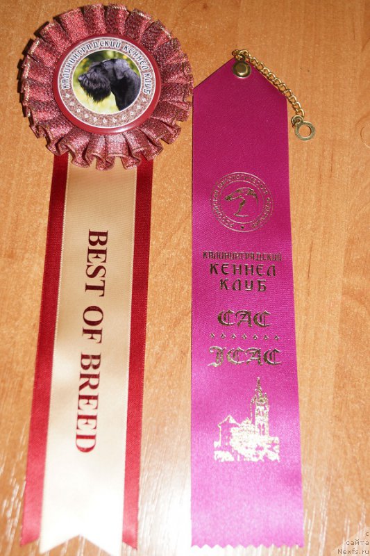 Фото: ньюфаундленд Черная Мафия Маке Тхе Мост оф Нов (Chernaya Mafia Make the Most of Now)