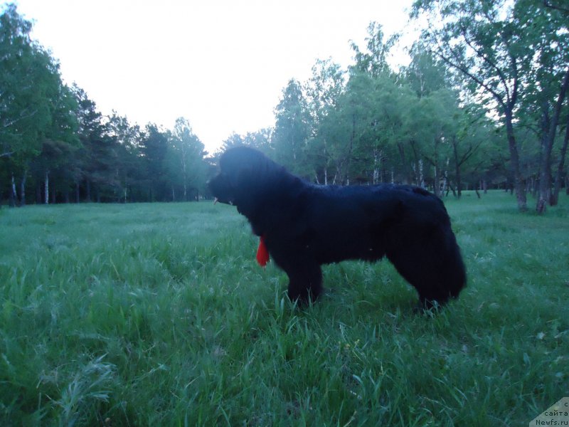 Фото: ньюфаундленд Увертюра Тоянская из Тихого Омута