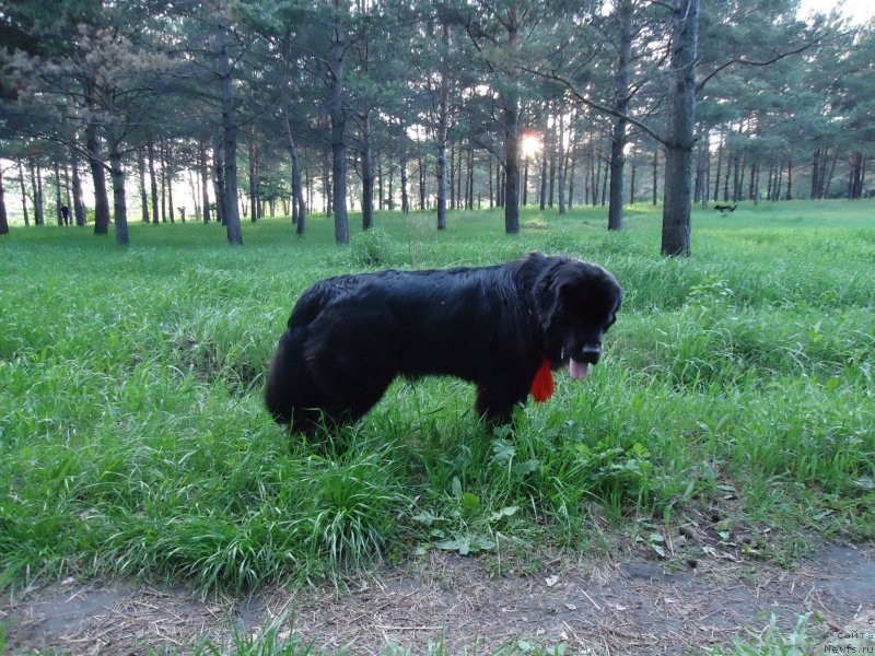 Фото: ньюфаундленд Увертюра Тоянская из Тихого Омута