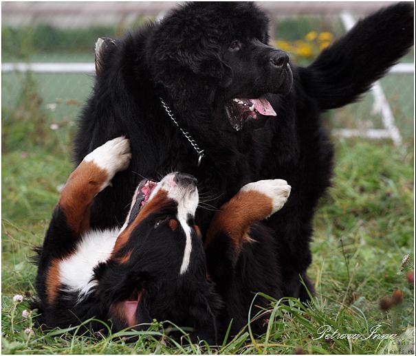 Фото: ньюфаундленд Жолли Вандерфулл из Медвежьего Яра (Zholli Wonderfull iz Medvejyego Yara), и Дюрбахлер Клаб Орро