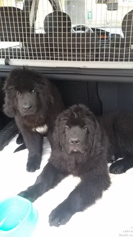 Фото: ньюфаундленд Florentina Bella Mia Super Mishka, ньюфаундленд Frodo Lord of the Ring Super Mishka