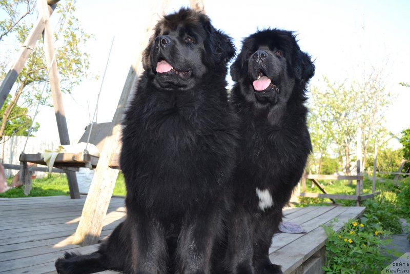 Фото: ньюфаундленд Талисман Моря Магия Волн, ньюфаундленд Талисман Моря Мишель