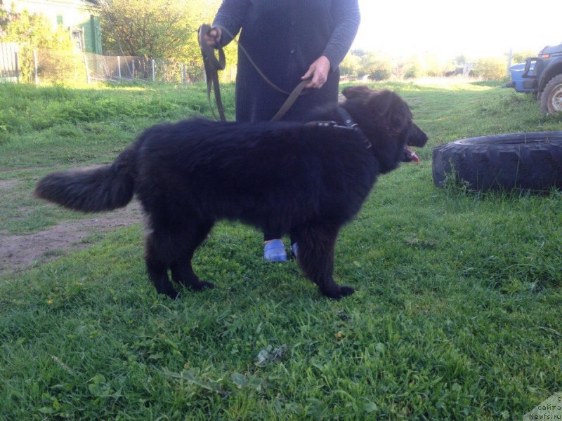 Фотография № 182313