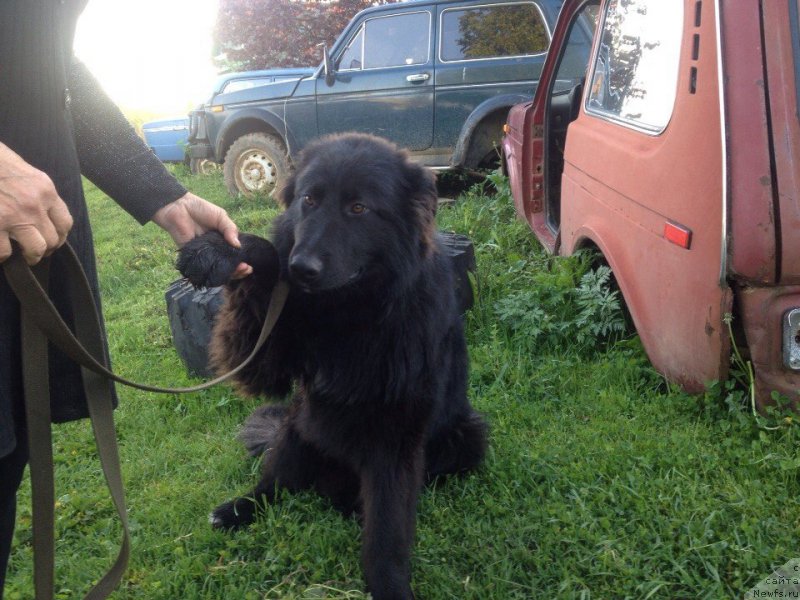 Фотография № 182314