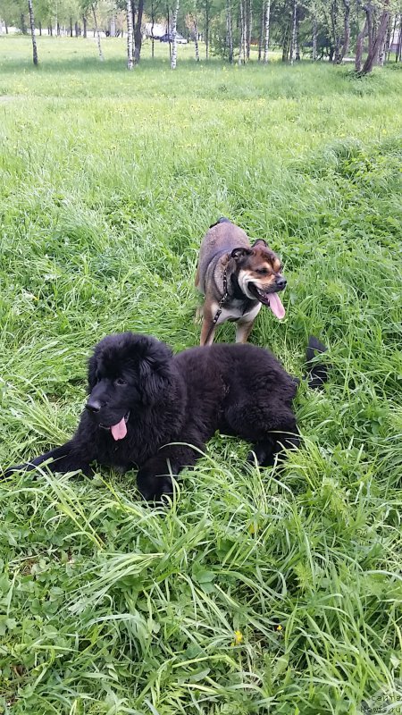 Фото: ньюфаундленд Ланкастер, Хлоя