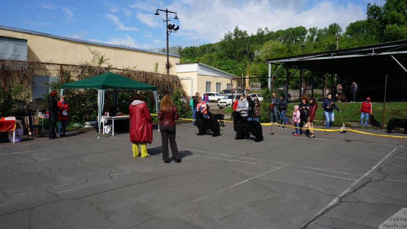 Фото: ньюфаундленд Супер Премиум Лиллихаммер (Super Premium Lillihamer), ньюфаундленд Бегущая по Волнам Шаолинь (Beguschaya po Volnam Shaolin)