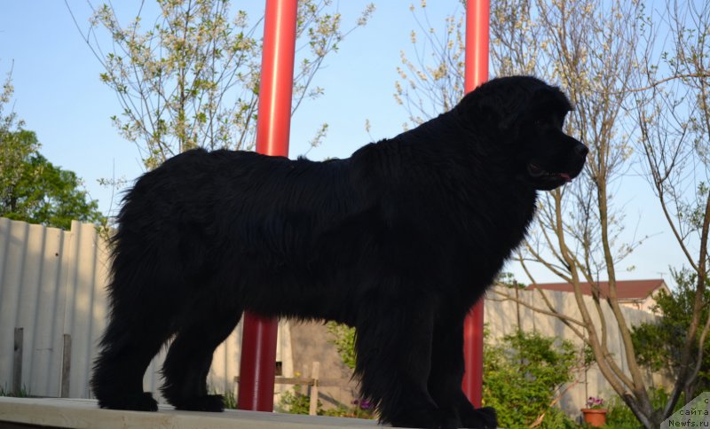 Фото: ньюфаундленд Талисман Моря Магия Волн