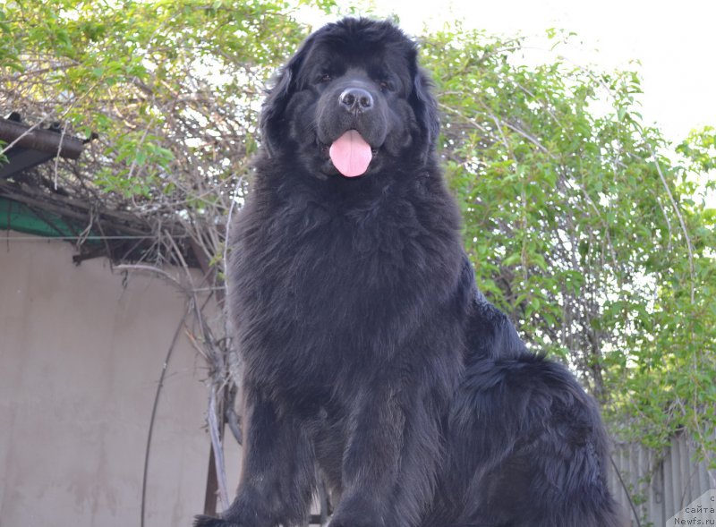 Фото: ньюфаундленд Талисман Моря Магия Волн