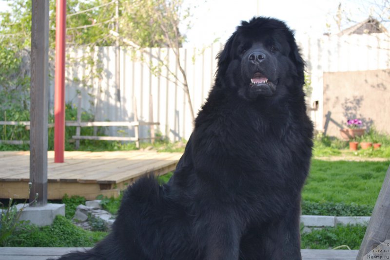 Фото: ньюфаундленд Талисман Моря Магия Волн