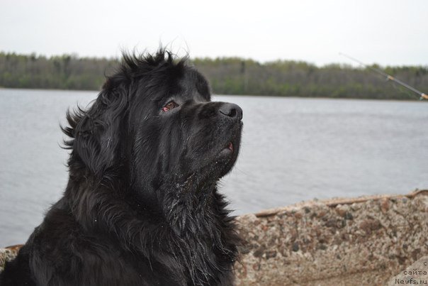 Фото: ньюфаундленд Черная Мафия Зоом Инто Ме (Chernaya Mafia Zoom Into Me)