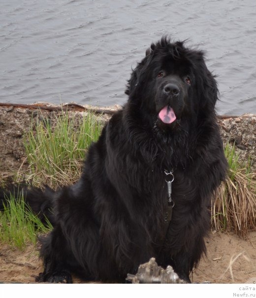 Фото: ньюфаундленд Черная Мафия Зоом Инто Ме (Chernaya Mafia Zoom Into Me)