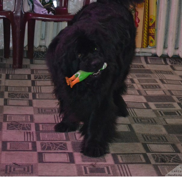 Фото: ньюфаундленд Черная Мафия Зоом Инто Ме (Chernaya Mafia Zoom Into Me)
