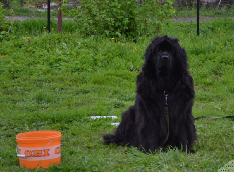 Фото: ньюфаундленд Черная Мафия Зоом Инто Ме (Chernaya Mafia Zoom Into Me)