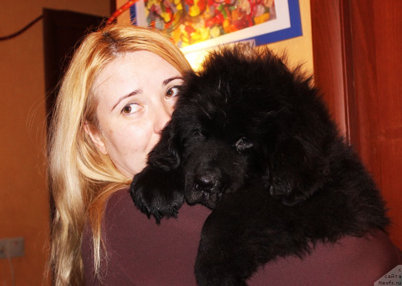 Фото: ньюфаундленд Черный Балу Евсей