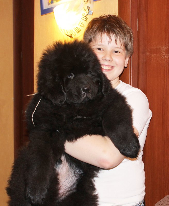 Фото: ньюфаундленд Черный Балу Евсей