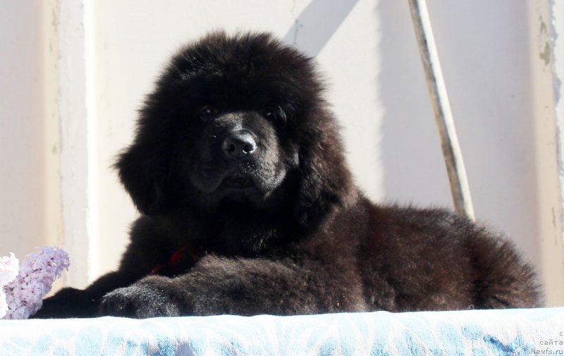 Фотография № 182367