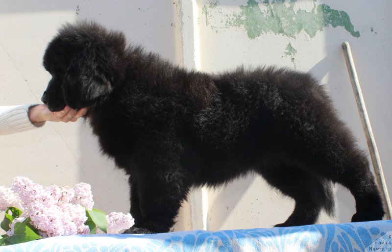 Фотография № 182369