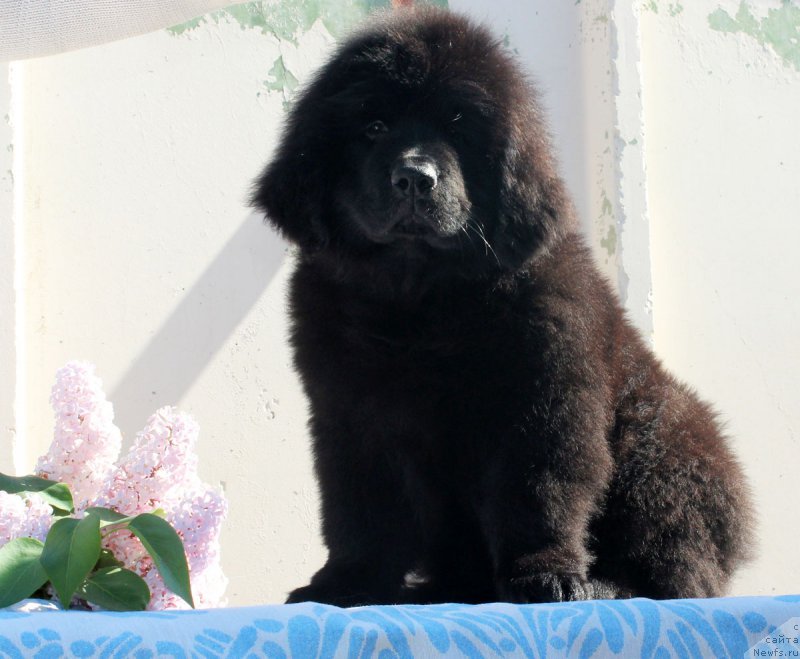 Фотография № 182370