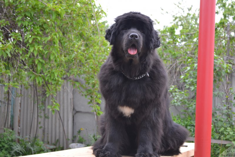 Фото: ньюфаундленд Талисман Моря Мишель