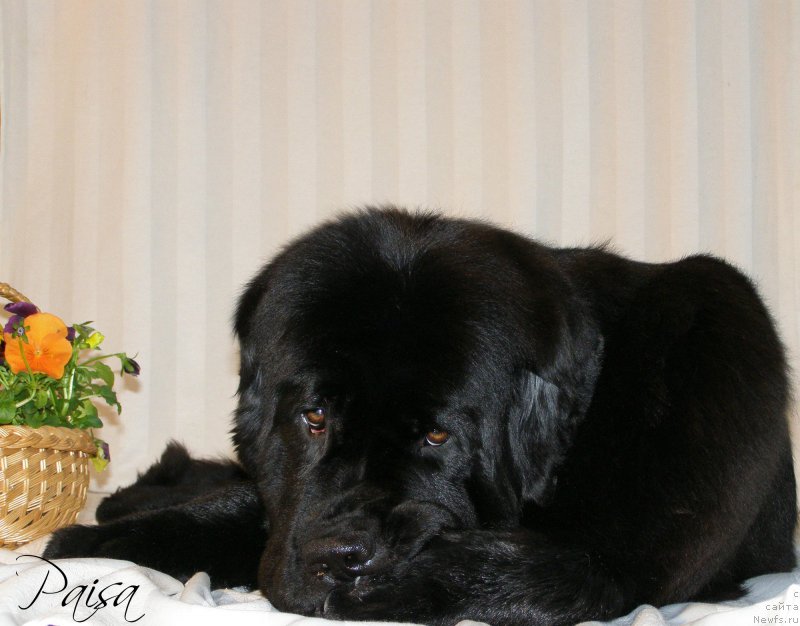 Фото: ньюфаундленд Черная Мафия Маубе Ше Вилл (Chernaya Mafia Maybe She Will)