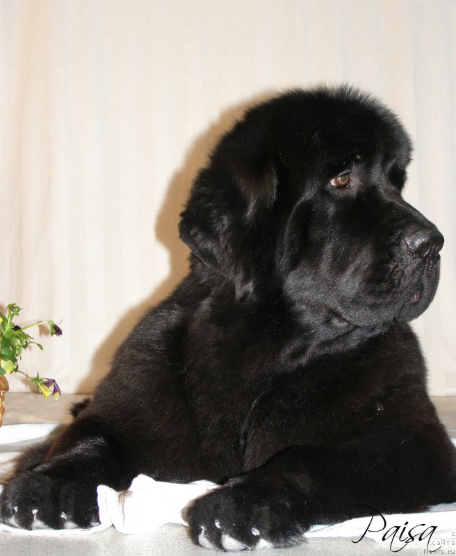 Фотография № 182380