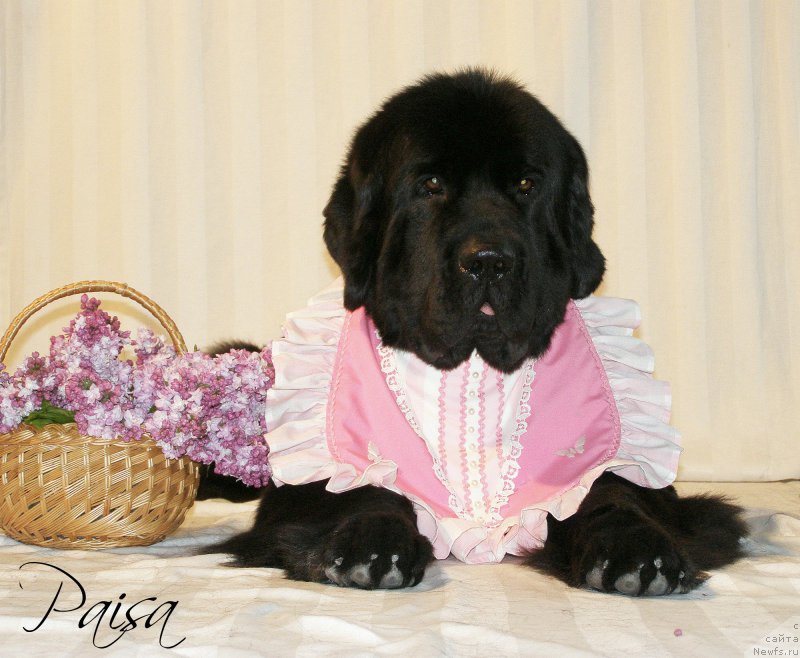 Фотография № 182381