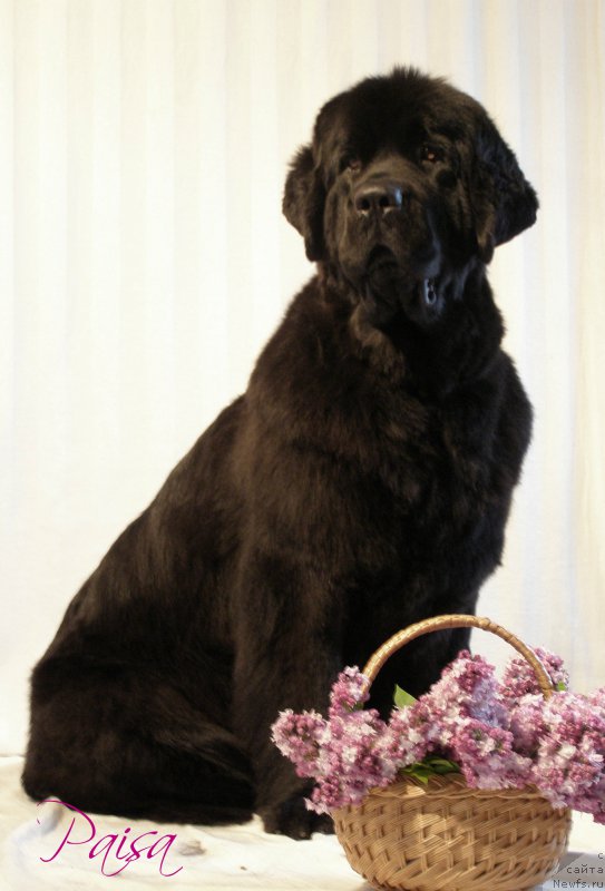 Фото: ньюфаундленд Черная Мафия Маубе Ше Вилл (Chernaya Mafia Maybe She Will)