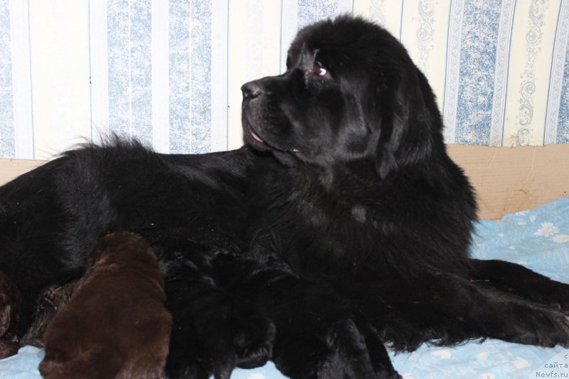 Фото: ньюфаундленд Аргентина Лунная Ночь