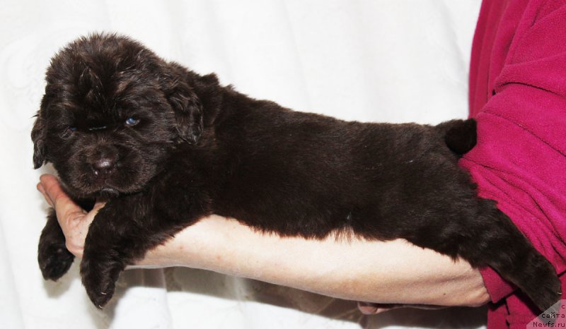 Фото: ньюфаундленд Браунблад МСК Жани Ошер (Brownblood MSK Zhani Osher)