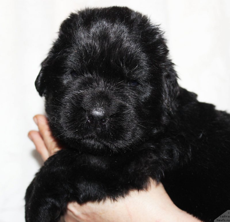 Фото: ньюфаундленд Браунблад МСК Жансая Шули (Brownblood MSK Zhansaya Shuli)