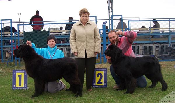 Фото: ньюфаундленд Акватория Келвин Захар, Татьяна Абутова, ньюфаундленд Даниэлла Стил из Медвежьего Яра, Кирил Ермаков